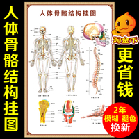 3D人体解剖图-化系统内脏解剖图海报人体结构