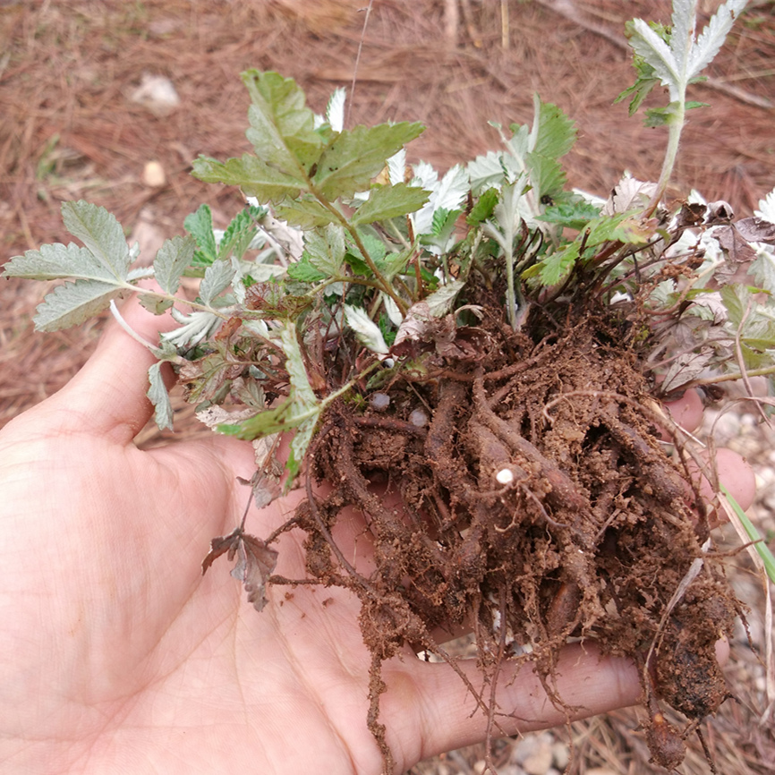 野生 翻白草苗 叶下白 中草药材种苗 翻白草新鲜全草 种子