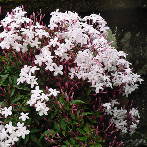 【海蒂的花园】宿根花卉 多花素馨 阳台庭院藤蔓植物常绿 中苗