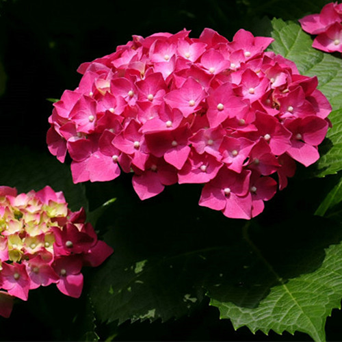 【海蒂的花园】大花绣球 玫红妈妈 八仙花 庭院盆栽花卉 大苗