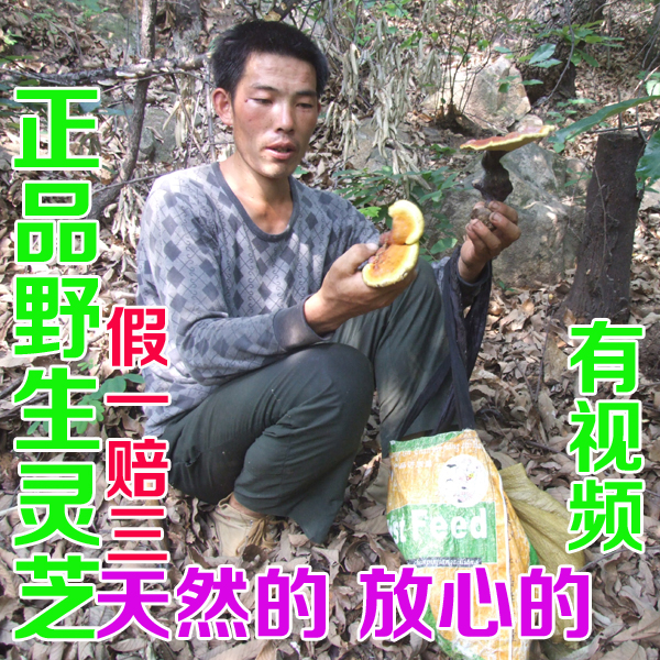 正品 野生 灵芝 整枝赤灵芝 带柄赤灵芝 灵芝茶 15天退货 2斤包邮