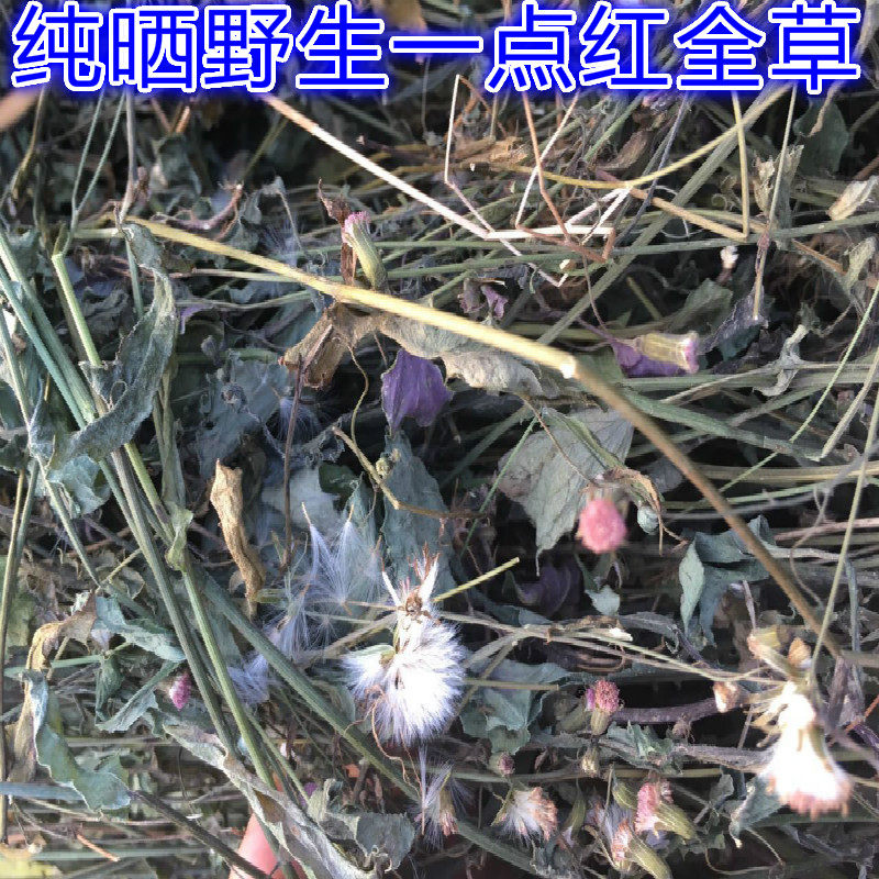 野生中草药材 血三七 朱砂莲 鸡血莲 红孩儿 正品 切片晒干
