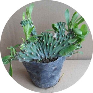 漳州百花绿苗多肉植物星球鸾凤玉仙人掌类鱼白鸟花