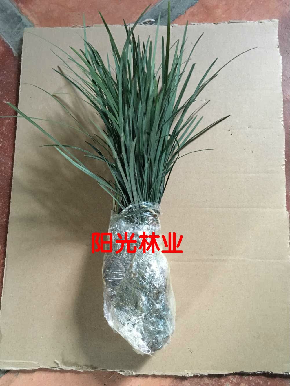 潮汕家庭嫁娶喜庆吉祥花春草苗 庭院阳台植物