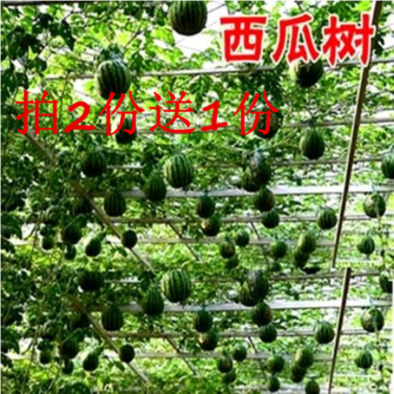 鿴Աɫ  ۹вժרƷ 5