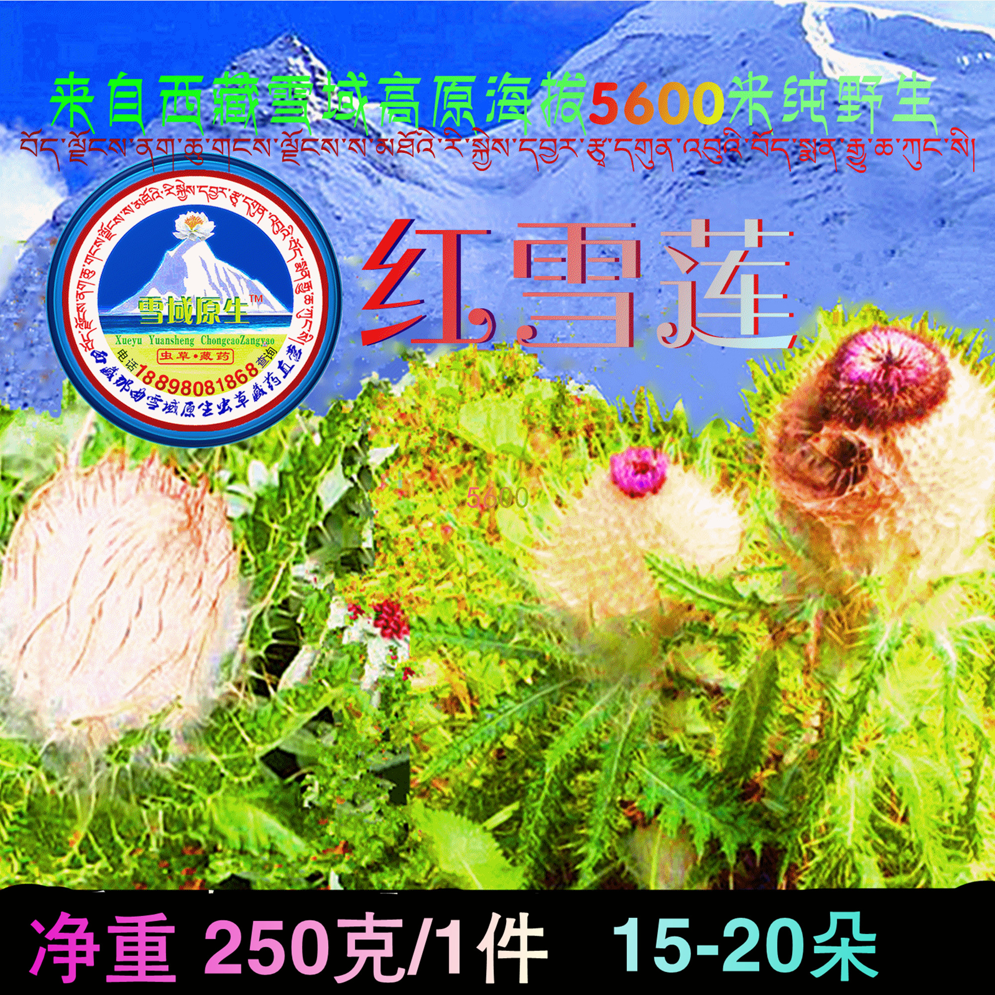 雪莲花 西藏特产纯野生红雪莲花 比肩天山雪莲花 雪域原生红血莲