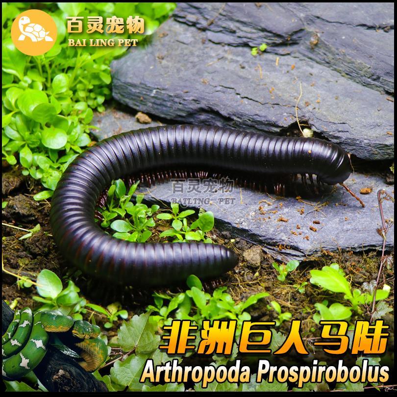 非洲巨人马陆 另类宠物马陆活体 爬虫活体千足虫 吃瓜果蔬菜素食