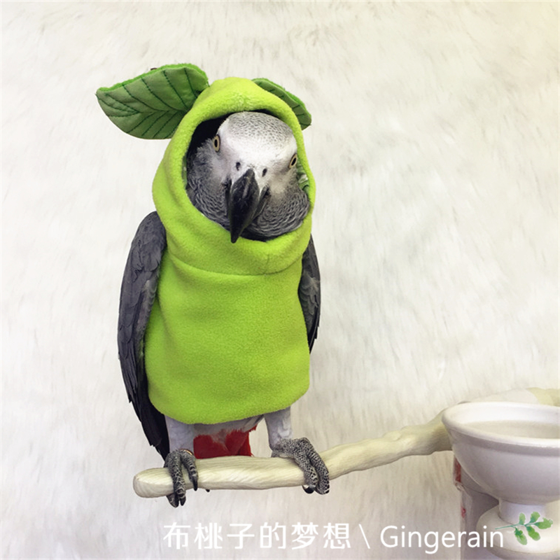 布桃子的梦想 定制 鸟衣服鹦鹉衣服春秋连帽卫衣「水果乐园」