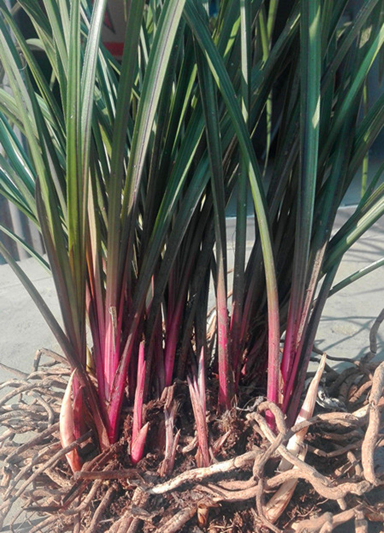 连株野生带花苞下山兰蕙兰兰草兰花红香妃花卉红