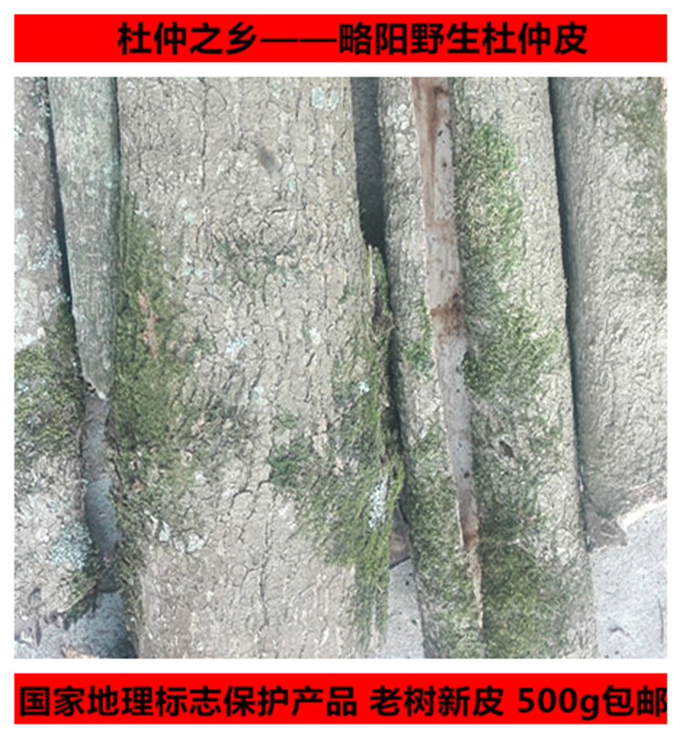 杜仲 杜仲皮略阳杜仲秦岭野生杜仲老树杜仲皮可泡茶泡酒药用包邮