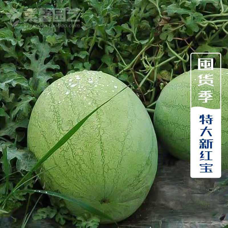 农田菜园阳台庭院易种蔬果种子 特大新红宝西瓜种子 高产浅绿大瓜