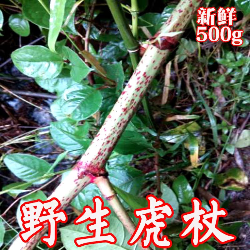 2017优质野生正宗中药材虎杖苦杖斑杖中草药专卖店抓药 鲜品500g