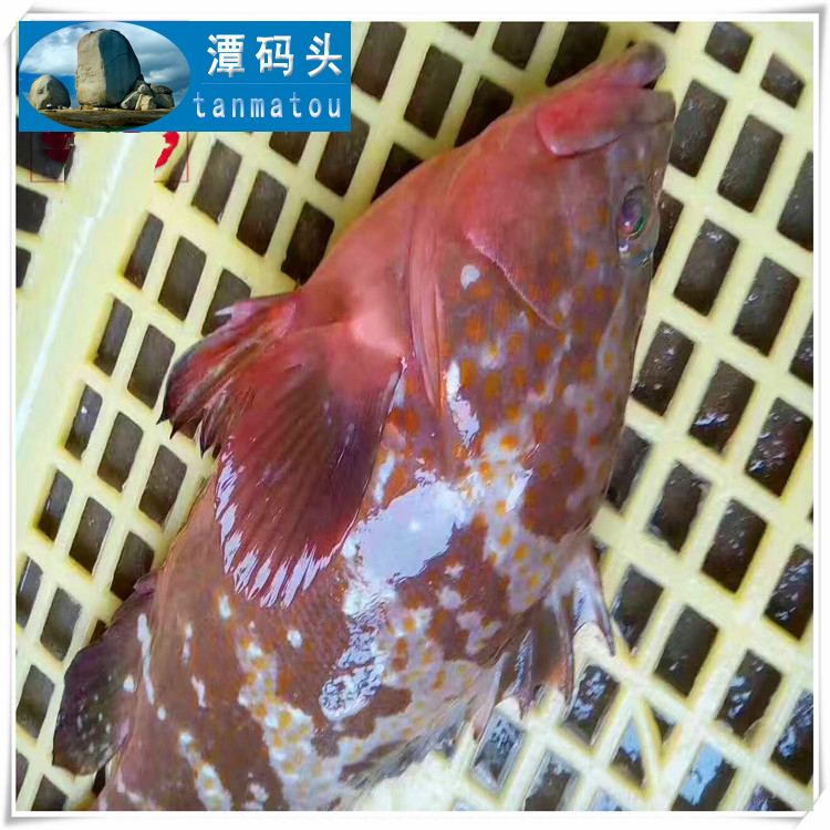 平潭贵鱼石斑鱼红斑鱼台湾海鲜捕捞