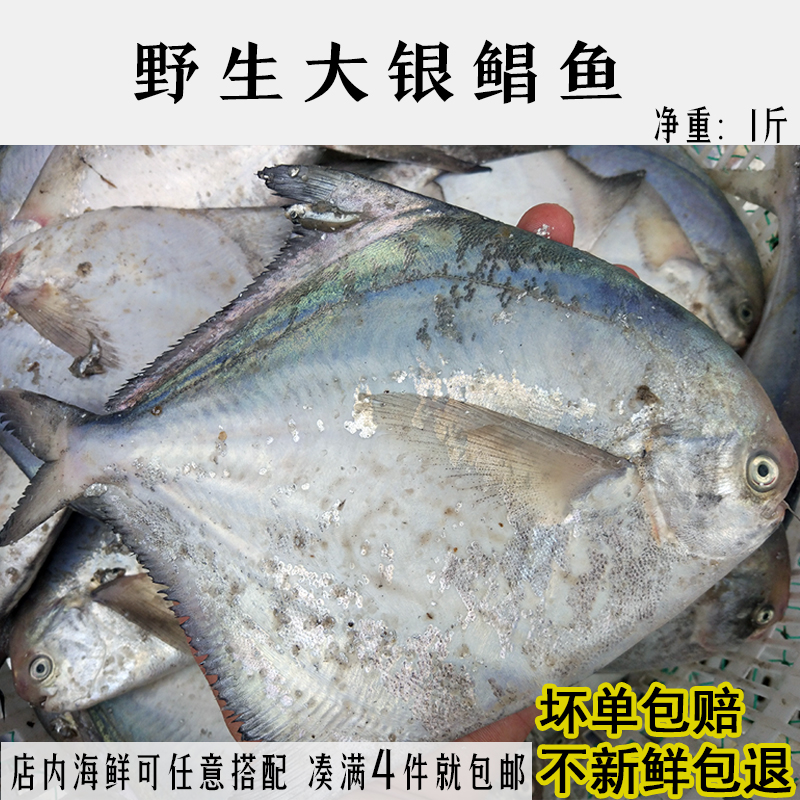 福建东山特产野生海钓白昌鱼白鲳鱼肉昌鱼肉鲳鱼鲜活海鲜海鱼500g