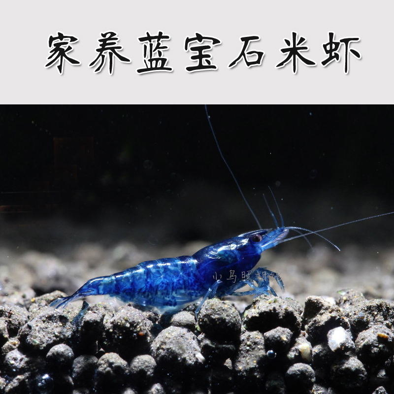 台湾蓝宝石米虾蓝丝绒虾水族草缸除藻虾观赏虾活体宠物虾工具虾