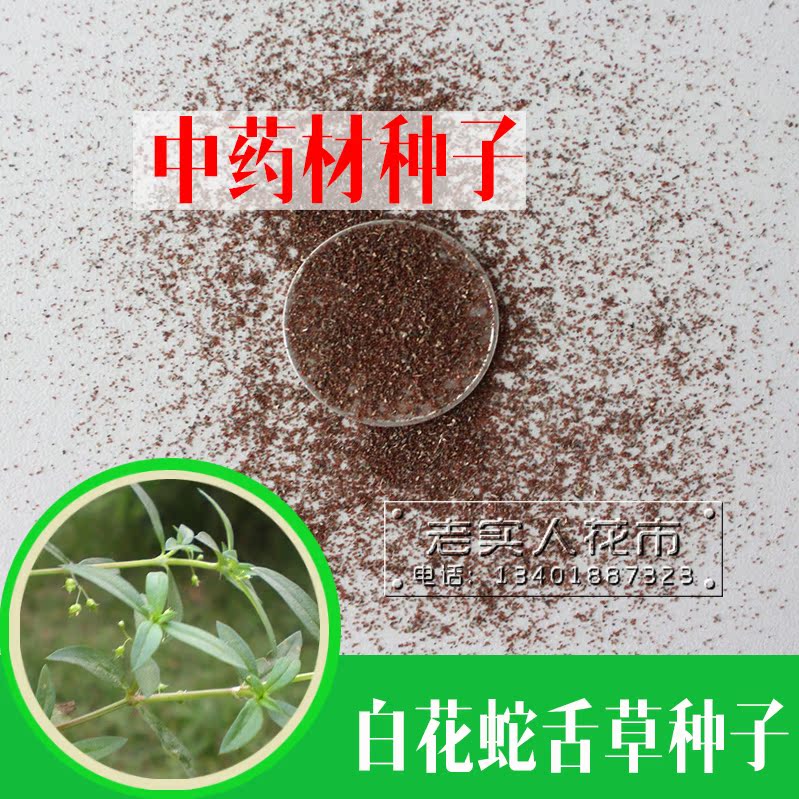 全国包邮 药材种子白花蛇舌草草籽蛇针草、蛇总管龙舌草、蛇脷草