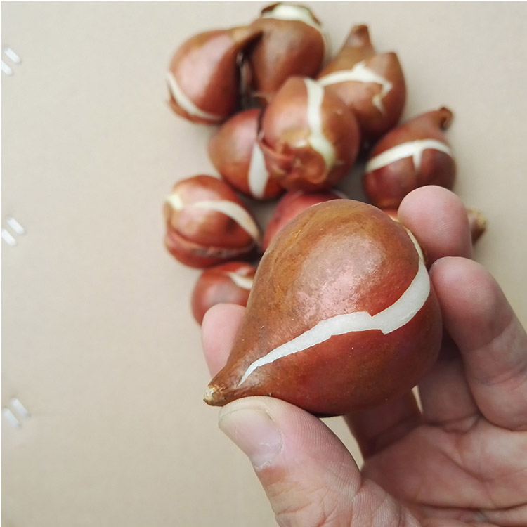 正品[水仙矮壮素]水仙花矮壮素怎么用评测 矮壮