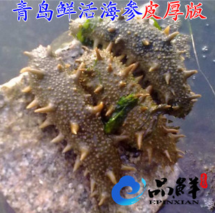 青岛鲜活海参新鲜刺参野生海参辽参鲜活海鲜水