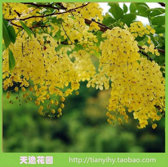 热销行道树木 冲冠满 绿化苗 腊肠苗 泰国国花 