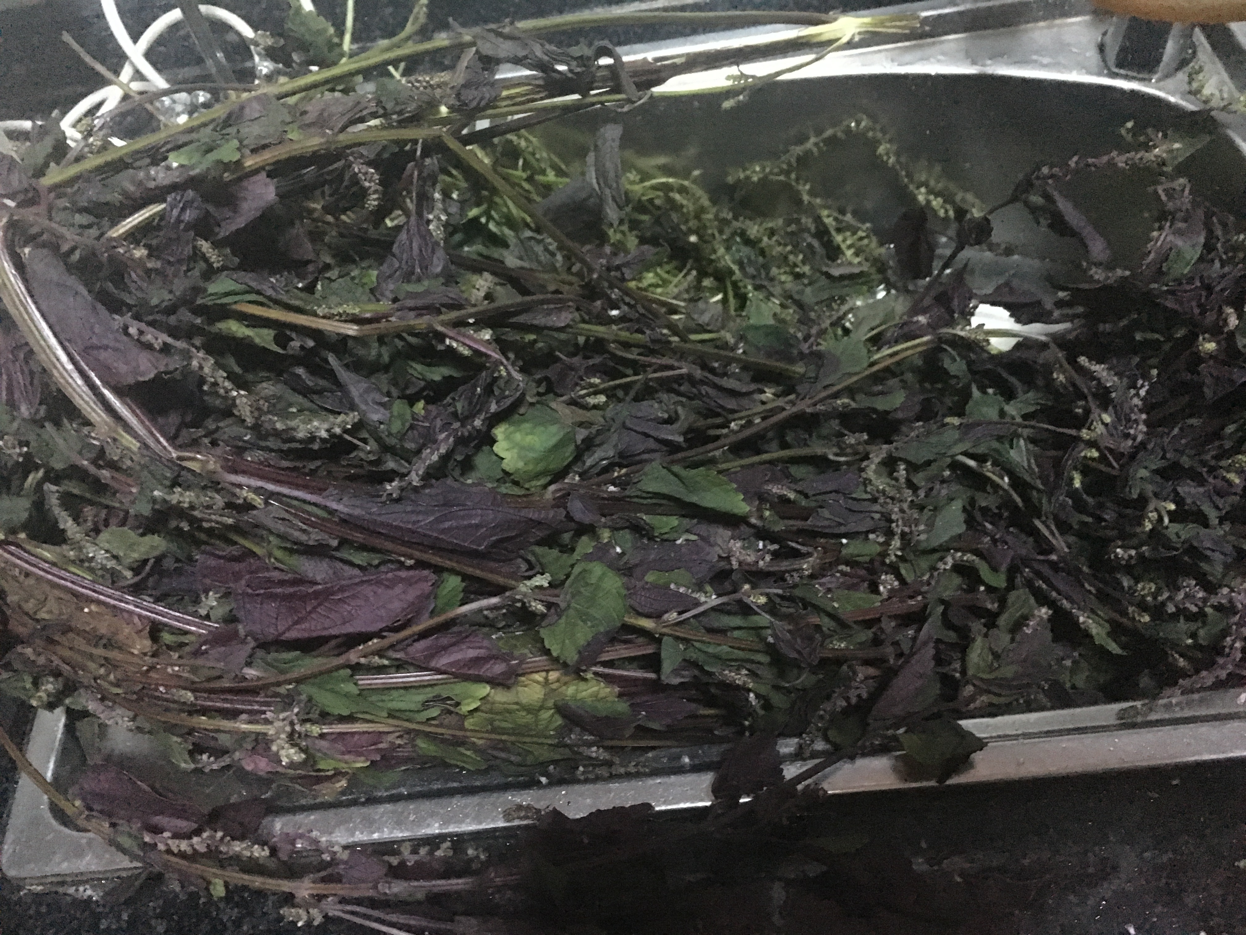 野生紫苏饱和纯露 250ML 紫苏水