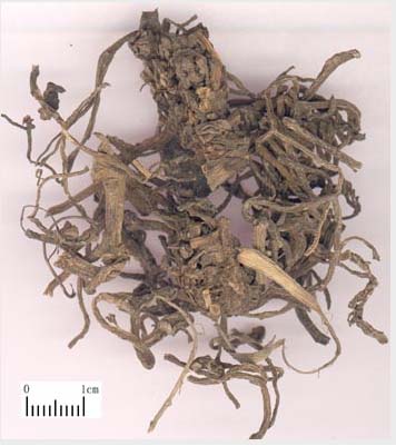 马齿苋 马齿草 干野菜 中草药 精选中药材  50克正品 本草铺