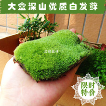 苔藓植物DIY微景观青苔假山盆景栽鲜活热带雨林缸生态乌龟水陆缸