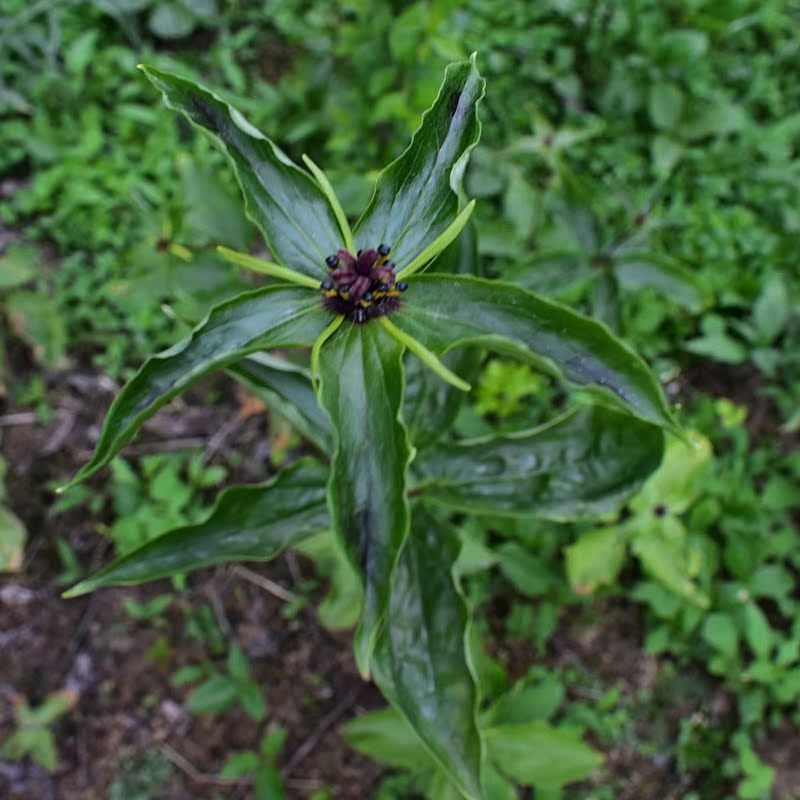 野生中草药材种苗 七叶一枝花 重楼苗 灯台七 三七 盆栽地栽都行