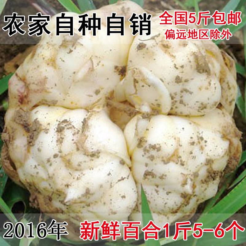 2016龙山新鲜百合农家自产食用卷丹百合功效药百合一斤5-6个味苦