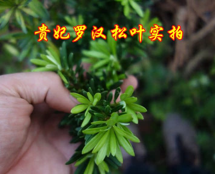 ޺辰׮ɽ׮СҶȸ޺ɴֲ