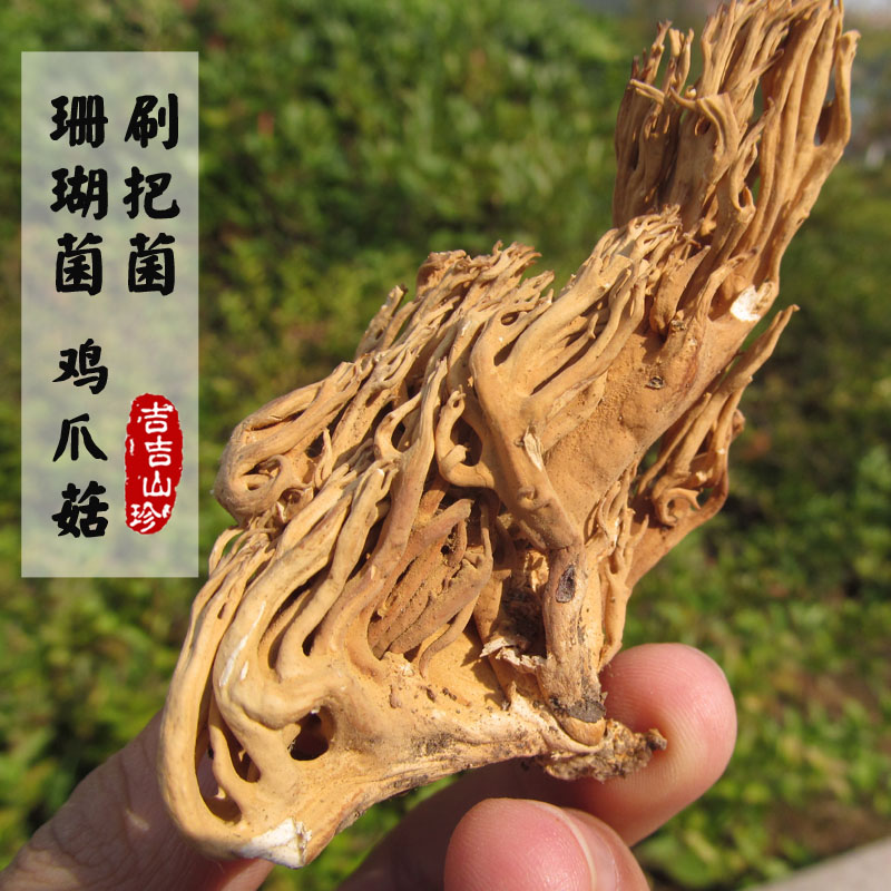 2份免邮 野生刷把菌鸡爪菌珊瑚菌扫帚菌鹿茸菌青川干货刷巴蘑菇
