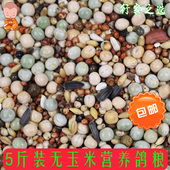 无玉米鸽粮幼鸽粮营养饲料鸟食信鸽观赏鸽肉鸽粮通用粮 5斤装 包邮