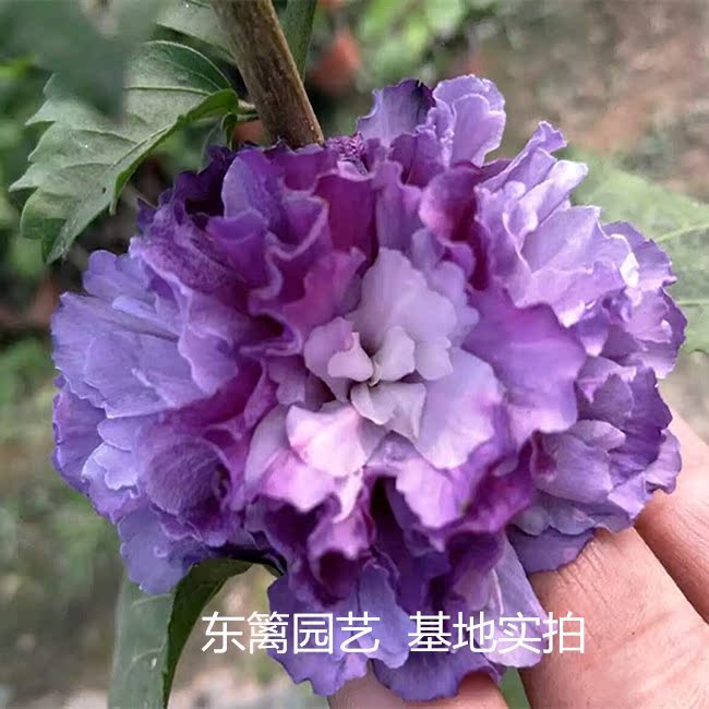 5年大苗 扶桑花苗 朱槿牡丹佛桑 观花绿植盆栽 四季开花 包邮