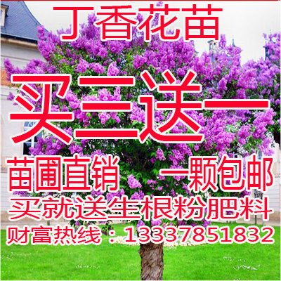 丁香花苗庭院树苗盆栽开花植物丁香花树苗花卉苗木紫丁香白丁香苗
