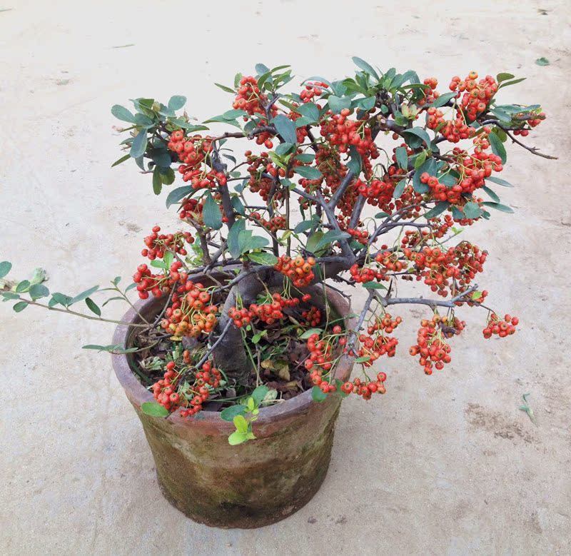 冬红果盆栽果树苗迷你小苹果盆景果树苗芭蕾小苹果树桩苗苹果树苗