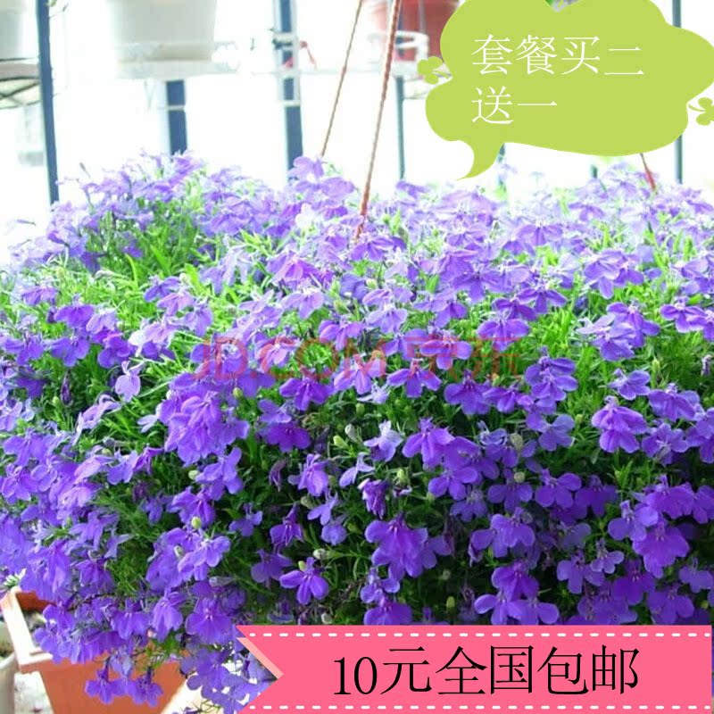 盆栽垂吊花卉垂吊半边莲 蓝色翠蝶花六倍利 阳台吊兰花种子籽9.9