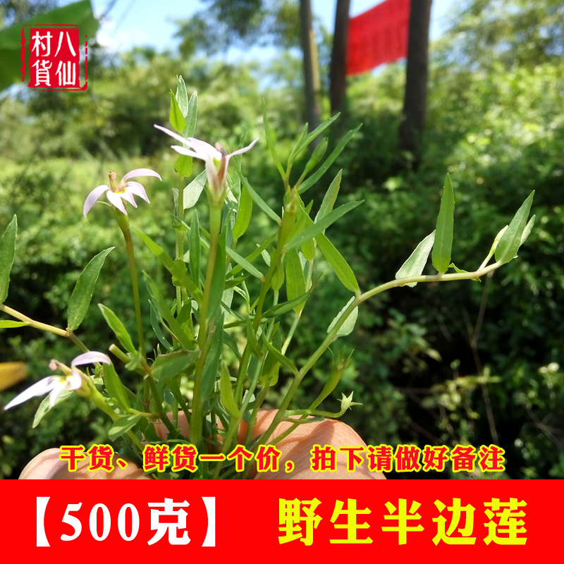 真正野生半边莲干货 野生优质半边菊 金菊草 半边旗 2斤包邮