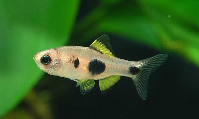 小丑灯鱼_特价|包邮_绿莲灯鱼,锦鲤鱼苗批发 宠