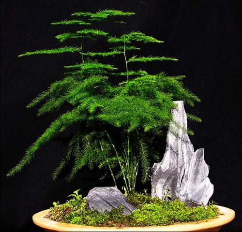 文竹种子云片松刺天冬云竹种子石竹种子盆栽花卉四季花卉水草种子