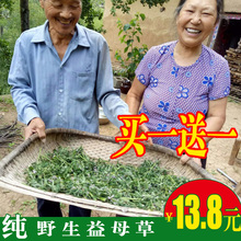 安全无硫熏 包邮 17年新货神农架纯野生益母草茶中药材500克 益母草