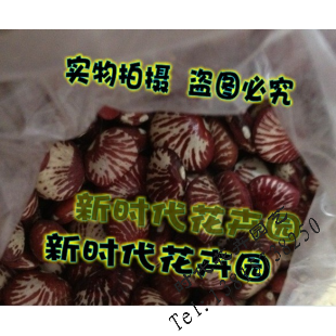 牛大力种子 牛大力苗木大力薯种子山莲藕/大力薯/南方人参实物图