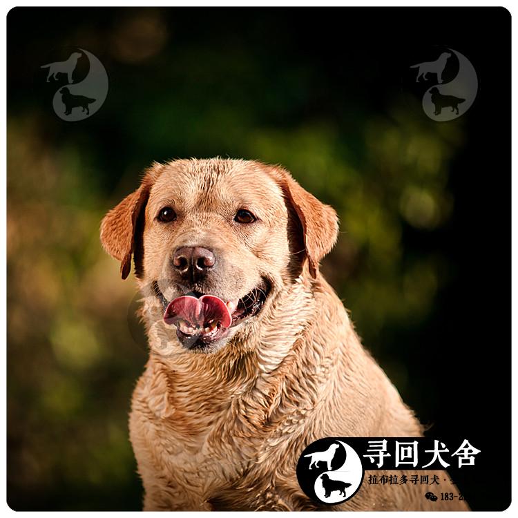 【种公秀-布鲁斯】赛级拉布拉多犬活体纯种双血统拉布拉多狗种犬