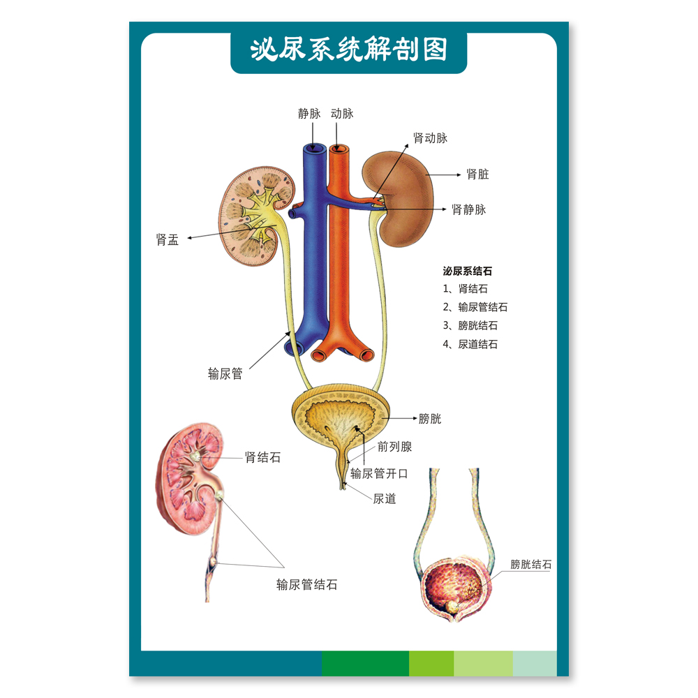 医学生殖系统图 泌尿系统解剖图 写真海报宣传画定做防水耐用