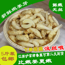 包邮 嫩姜鲜姜一份五斤 姜芽 可做泡姜 嫩姜头 2017年新鲜嫩姜牙
