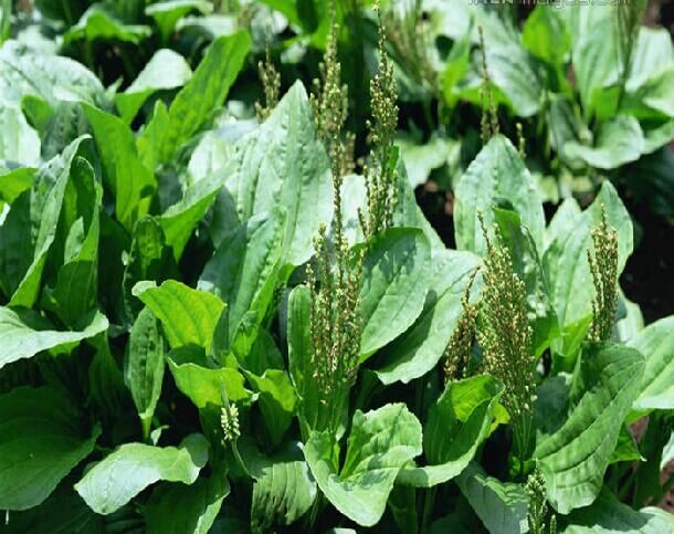 车前草种子车轮菜车前子保健食用野菜中药材养马牛羊鸡鸭鹅鱼兔龟