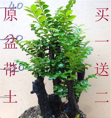 小叶紫檀盆景树桩 室内办公室桌面植物盆栽花卉绿植 防雾霾树包邮