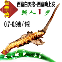 宗60元 0.7克1根现挖现卖 西藏那曲新鲜冬虫夏草野生新鲜虫草正品