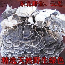 食用菌新货可500克 包邮 灵芝 一斤东北长白山野生云芝灵芝菌蘑