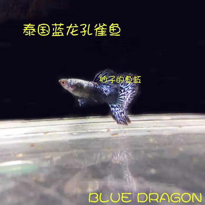 泰国原线新品种进口大背蓝龙(blue dragon)白金蓝马赛克孔雀鱼