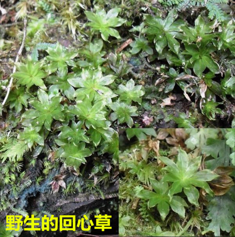 野生回心草云南中药材茴心草大叶藓铁脚一把伞炖猪心干货散装50克