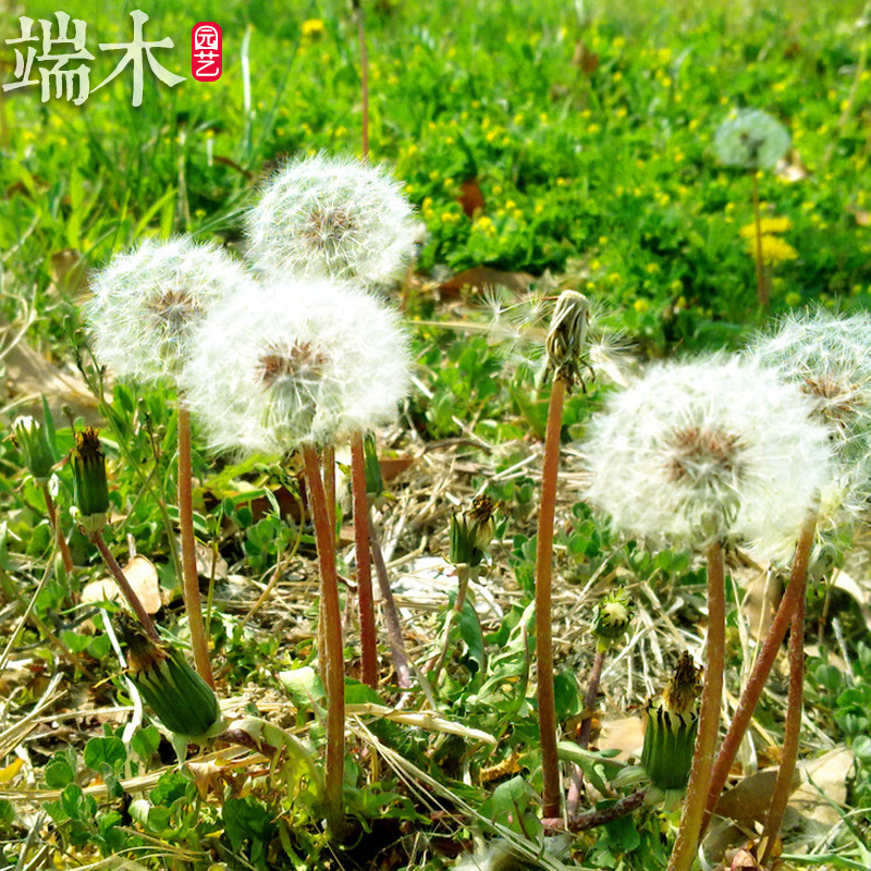 端木园艺|家居盆栽花草种子  阳台中草药系列 蒲公英种子 约50粒